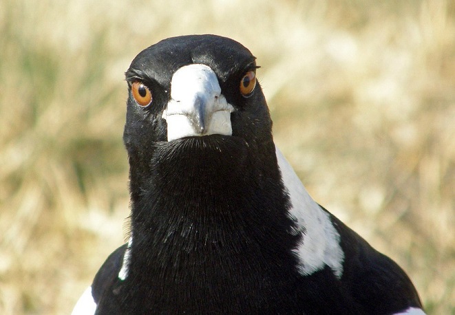 What Really Scares Birds Away? Expert Bird Control Tips